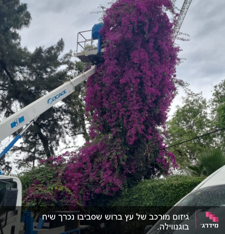 אדם במנוף גוזם שיחים סגולים גבוהים